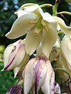 Yucca-aloifolia-20071002-2.jpg