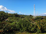 石垣山麓のミカン畑