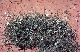 <i>Acleisanthes</i> Genus of flowering plants