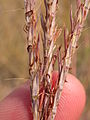 Andropogon gerardii