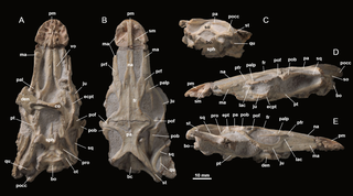 <i>Archaeovaranus</i> Genus of extinct lizards