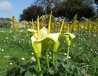 <i>Arum creticum</i> Species of plant