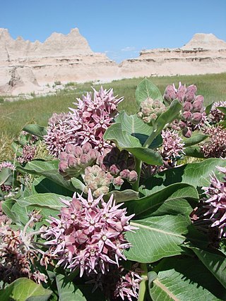 <i>Asclepias speciosa</i> Species of flowering plant