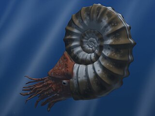 Ammonoidea subclass of molluscs (fossil)