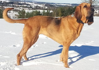 Bloodhound Dog breed used for tracking by scent