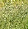 Bromus lanceolatus.jpg