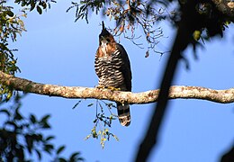 Águila elegante (Spizaetus ornatus)