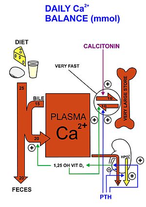 A diagrammatic representation of the movements of calcium ions into and out of the blood plasma (the central square labeled PLASMA Ca ) in an adult in calcium balance:
The widths of the red arrows indicating movement into and out of the plasma are roughly in proportion to the daily amounts of calcium moved in the indicated directions.
The size of the central square in not in proportion to the size of the diagrammatic bone, which represents the calcium present in the skeleton, and contains about 25,000 mmol (or 1 kg) of calcium compared to the 9 mmol (360 mg) dissolved in the blood plasma.
The differently colored narrow arrows indicate where the specified hormones act, and their effects ("+" means stimulates; "-" means inhibits) when their plasma levels are high.
PTH is parathyroid hormone, 1,25 OH VIT D3 is calcitriol or 1,25 dihydroxyvitamin D3, and CALCITONIN is a hormone secreted by the thyroid gland when the plasma ionized calcium level is high or rising.
The diagram does not show the extremely small amounts of calcium that move into and out of the cells of the body, nor does it indicate the calcium that is bound to the extracellular proteins (in particular the plasma proteins) or to plasma phosphate. Calcium balance 2.jpg