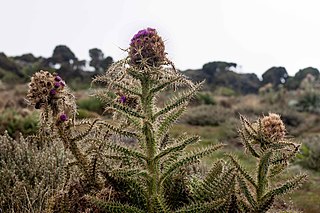 <i>Afrocarduus</i> Genus of flowering plants