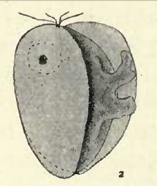 <span class="mw-page-title-main">CRuMs</span> Group of protists