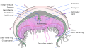 Jellyfish Cross Section