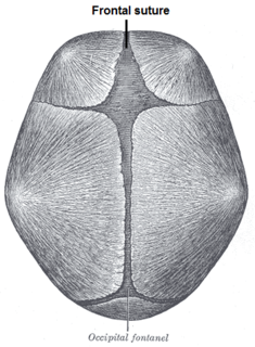 Frontal suture Midline joint in the frontal bone of the forehead