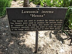 Henné au jardin botanique Huntington Gardens, à Los Angeles, (États-Unis).