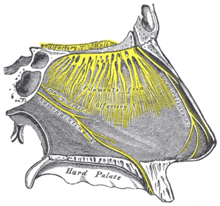 <span class="mw-page-title-main">Nasopalatine nerve</span> Nerve of the head