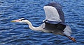 * Nomination Grey heron flying in a park in London. Dinkum 16:20, 12 May 2013 (UTC) * Promotion Nice but reworking the curves could be a good FPC --Poco a poco 16:33, 12 May 2013 (UTC) An English description is missing. --Tuxyso 17:10, 12 May 2013 (UTC)  Done I added the English description. Poco a Poco: I don't know how to do that. Do you have the RAW file? Poco a poco 19:00, 12 May 2013 (UTC)