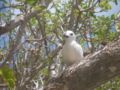 Gygis alba sheltering on Pisonia grandis