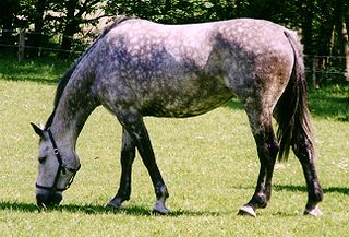 <span class="mw-page-title-main">Holsteiner</span> Breed of horse