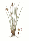 Juncus acutus-Host.png