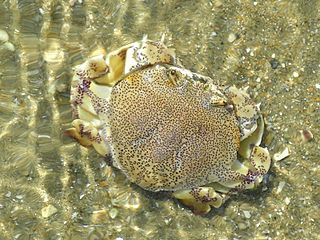 <span class="mw-page-title-main">Matutidae</span> Family of crabs