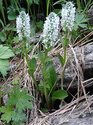 <i>Lagotis</i> (plant)