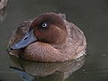 Thumbnail for Madagascar pochard