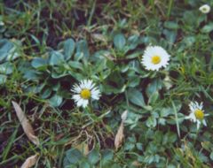 Het madeliefje is van nature een vaste plant, maar er zijn eenjarige vormen in de handel