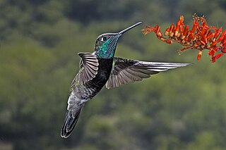 <span class="mw-page-title-main">Rivoli's hummingbird</span> Species of hummingbird