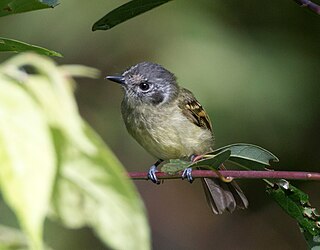 <i>Pogonotriccus</i> Genus of birds