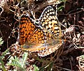 Melitaea telona