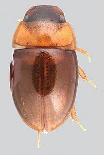 <i>Nanosaphes</i> Genus of beetles