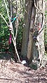 A fairy tree on the North Downs Way.