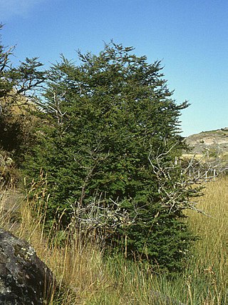 <i>Nothofagus antarctica</i> Species of plant