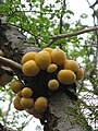 Pan de Indio (Cyttaria hariotii)