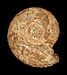 24 Commons:Picture of the Year/2011/R1/Parkinsonia parkinsoni 01.JPG