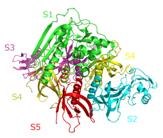 <span class="mw-page-title-main">Pertussis toxin</span> Group of toxins