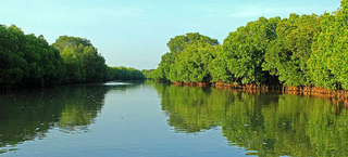 <span class="mw-page-title-main">Pichavaram</span> Village near Chidambaram, Cuddalore District, Tamil Nadu, India