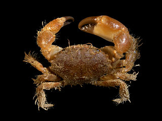 <span class="mw-page-title-main">Pilumnoidea</span> Superfamily of crabs