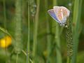 Großer Esparsetten-Bläuling Polyommatus damon auf Phleum pratense