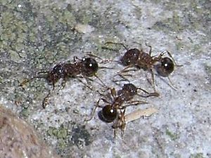 Pristomyrmex pungens uit Japan