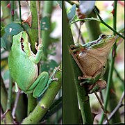 2 vues d'une Rainette méridionale