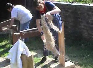 Scutching Process of separating and cleaning vegetable fiber before spinning