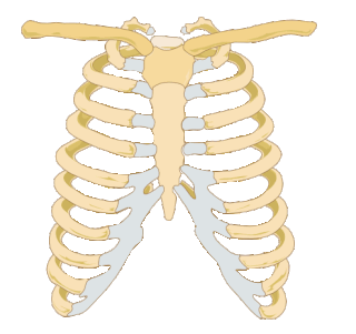 <span class="mw-page-title-main">Rib cage</span> Bone structure of the thorax