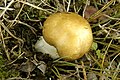 Russula foetens