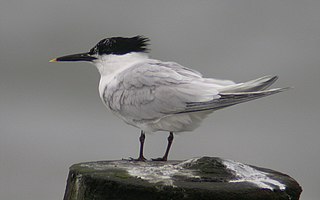 <i>Thalasseus</i> Genus of birds