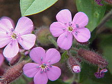 Saponaria ocymoides0.jpg