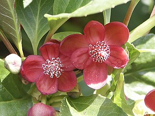 <span class="mw-page-title-main">Austrobaileyales</span> Order of flowering plants