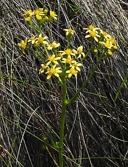 Senecio fontanicola