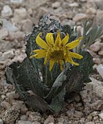 Senecio taraxacoides