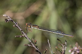 Small red damselfly (Ceriagrion tenellum) female form melanogastrum