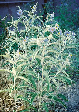 <i>Solanum elaeagnifolium</i> Species of flowering plant